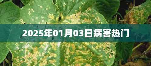 病害热点解析,2025年1月3日趋势观察
